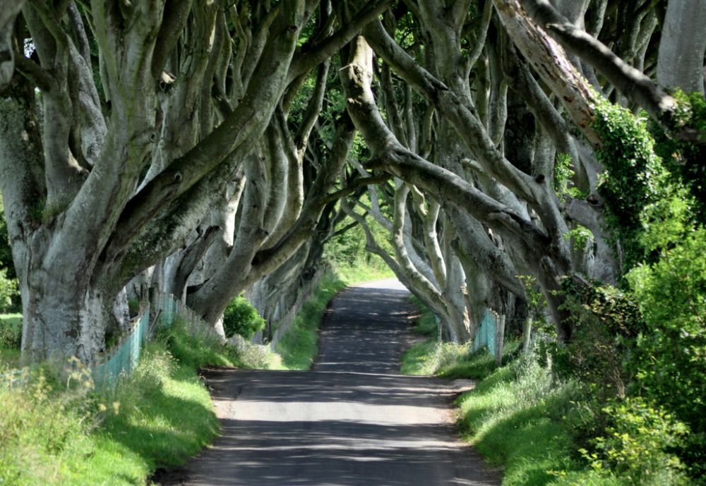 thedarkhedges