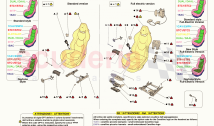 FRONT SEATS - SEATS AND GUIDES